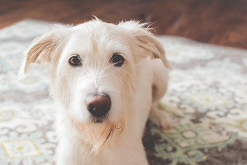 White Dog Looking at Camera