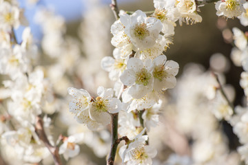 White plum blossoms in Yokoshibahikari-machi, Chiba, Japan