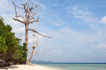 Dead tree in a forest on a beach at Havelock Island, Andamans, India. Huge dead tree on a seashore. Tropical dead tree. Version 2.