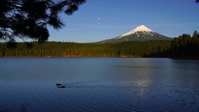 Relaxing Reflection Willow Lake Mt McLoughlin Geese Migration