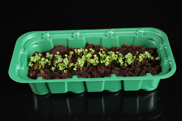 Young green seedlings in a green plastic tray