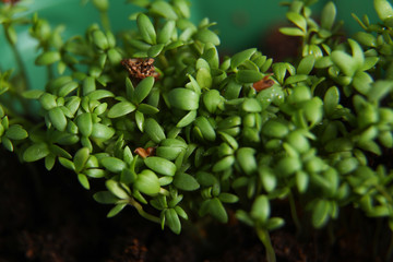 Young green seedlings growing in soil