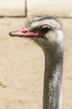 Ostrich on a neutral background - Oudtshoorn - South Africa