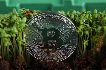Silver bitcoin lies among green seedlings