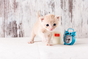 Fototapeta na wymiar feeding a kitten from a bottle on time, a kitten, a bottle of milk, a clock