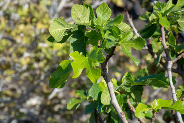 Vegetation on lava rocks, fig fruits riping on fig tree, Timanfaya national park, Lanzarote, Canary Islands, Spain