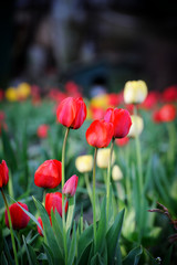 Tulip Flower in Garden.