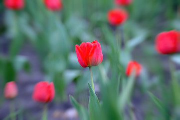 Tulip Flower in Garden.