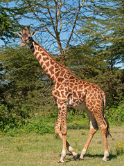 A giraffe on the Masai Mara in Kenya.