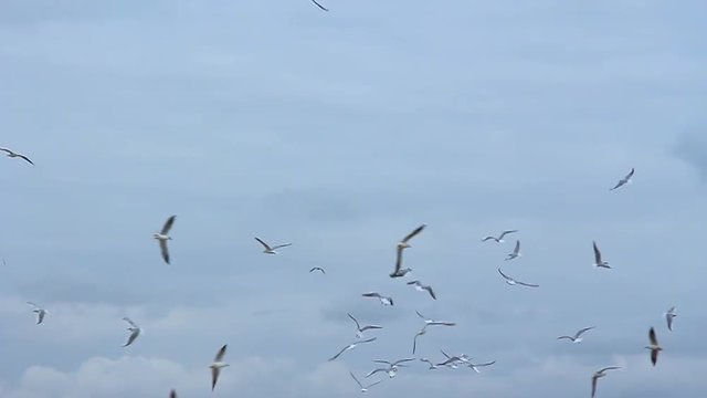 People feeding many hungry seagulls flying in cloudy sky. Real time hd video footage.