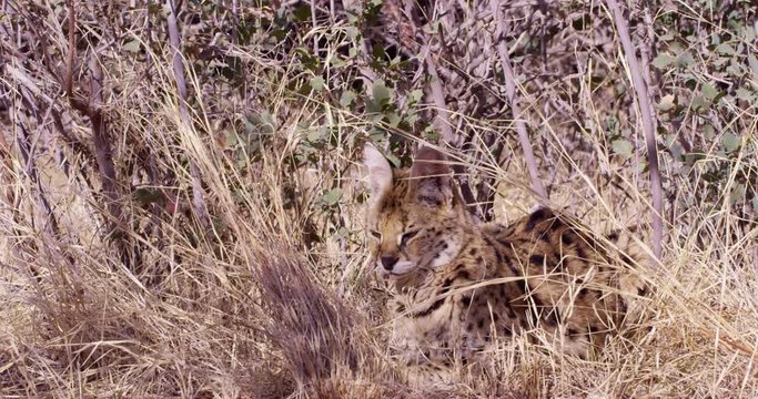 Seval African wild cat lays down in bushes