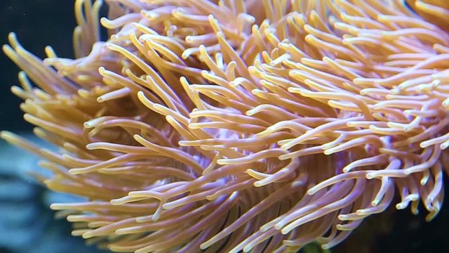 Closeup view of soft sea corals in aquarium. Slow motion hd video footage.