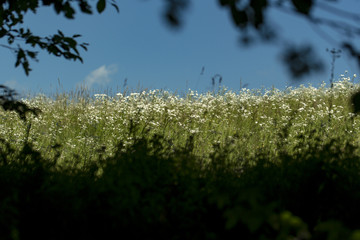 Alternative medicine, beautiful nature scene.