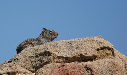 Desert squirrel sunning on the top of a rock outcropping.