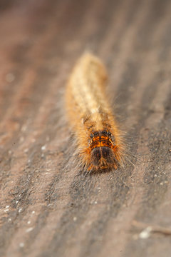 oruga procesionaria
