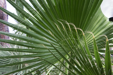 Leaves of a palm tree. Selective focus.