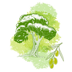 Olive tree and olive branch for oil bottle design. Hand drawn vector illustration.