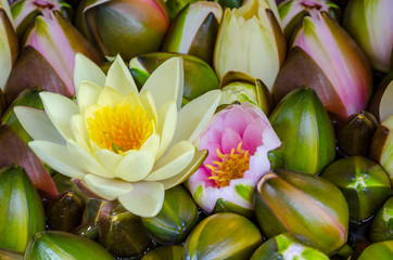 Beautiful  bouquet © Olena Zn