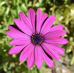 Obraz premium fleur mauve