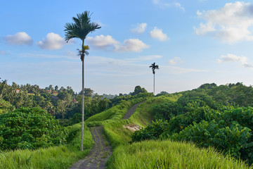 Campuhan Ridge Walk sacred trail, on Bali island, Indonesia