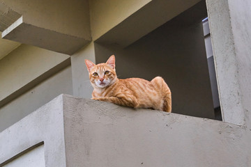 Foxy cat is sitting on balcony