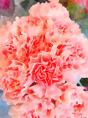 Very Nice Pink Carnations