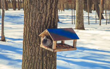 pigeon in the bird feeder on a winter day
