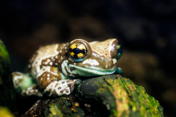 Naklejka premium Colorful frog in terrarium Trachycephalus resinifictrix.