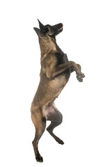 belgian shepherd malinois