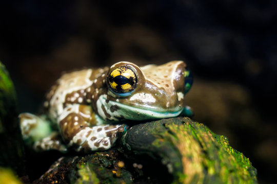 Colorful frog in terrarium Trachycephalus resinifictrix.