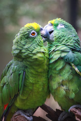 A couple of parrots (Amazona ochrocephala) kissing