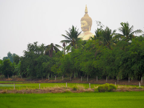 Green rice paddy field with biggest buddha image