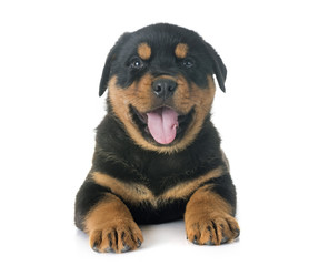 Obraz premium puppy rottweiler in studio
