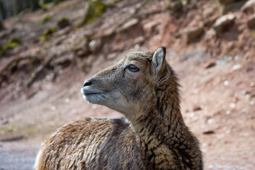 The portrait of a deer