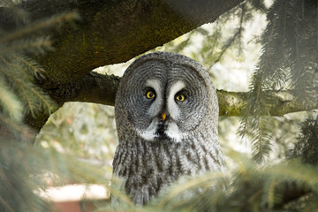 A Barred Owl sitting in a Cedar