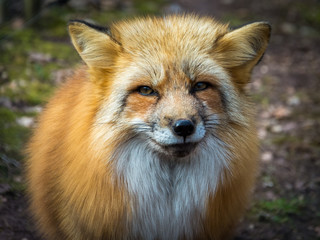 Red fox portrait