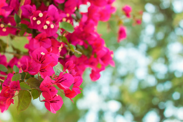 a branch of pink blossoming flowers