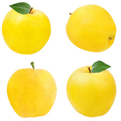 Fresh yellow apples with leafs isolated on white background with clipping path