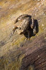 A brown frog sits on a tree