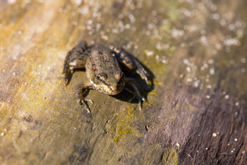 A brown frog sits on a tree