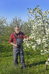 Farmer analyzes flower cherry