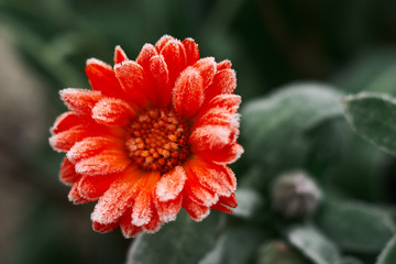 A bright orange calendula flower against a background of green leaves is covered with hoarfrost at the beginning of winter, close-up.