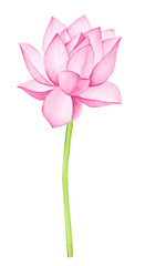 Beautiful Pink Lotus Flower. Watercolor illustration. Pure Water Blossom. Yoga, Zen Meditation Symbol. China and Japan Symbol. 