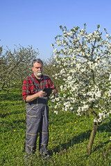 Farmer analyzes flower cherry