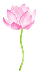 Fototapeta premium Beautiful Pink Lotus Flower. Watercolor illustration. Pure Water Blossom. Yoga, Zen Meditation Symbol. China and Japan Symbol. 