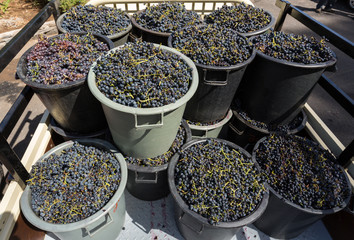 Containers with grapes after finished grape harvest in Madeira