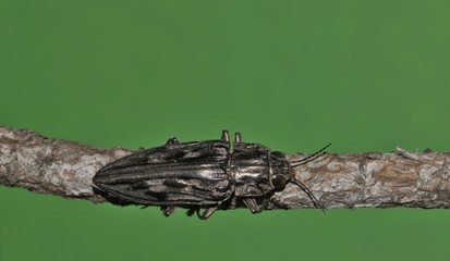 Sculptured Pine Borer beetle (Chalcophora virginiensis) on a pine branch with a green background.