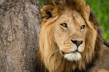 Fototapeta na wymiar Close-up of male lion near scratched tree