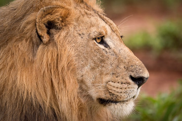 Close-up of male lion staring in profile