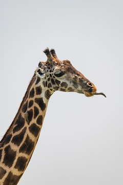 Close-up of Masai giraffe with tongue out